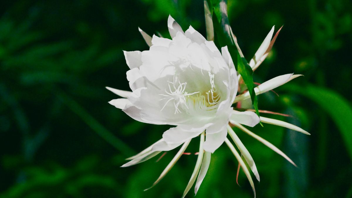 一夜花